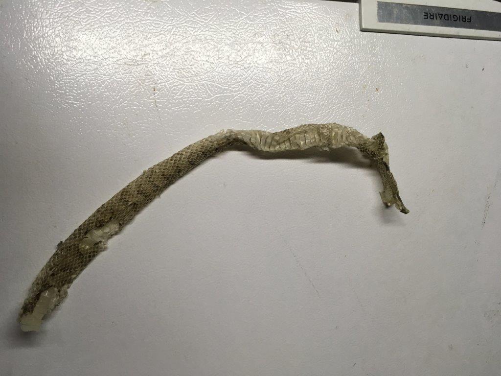 Saint Paul snake skin